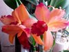Cattleya Hybrids   